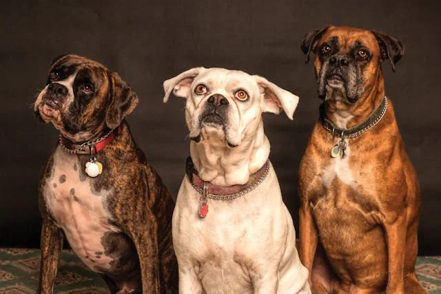 las mascotas de